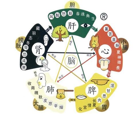 心屬|中醫理論：五臟六腑與五行陰陽關係